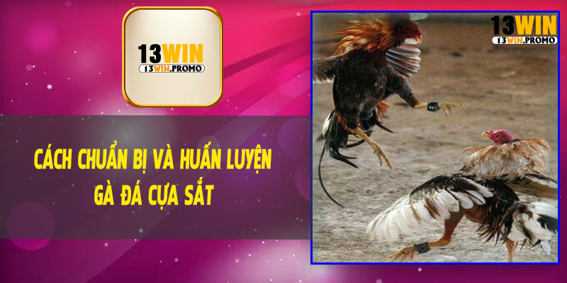 Cách Chuẩn Bị Và Huấn Luyện Gà Đá Cựa Sắt