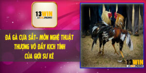 Đá Gà Cựa Sắt – Môn Nghệ Thuật Thượng Võ Đầy Kịch Tính Của Giới Sư Kê