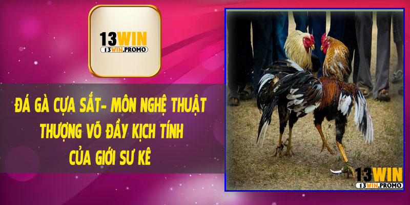 Đá Gà Cựa Sắt – Môn Nghệ Thuật Thượng Võ Đầy Kịch Tính Của Giới Sư Kê